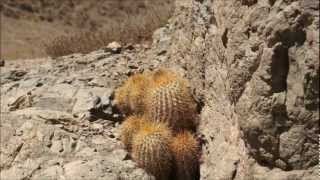 Copiapoa Eremophila I Apice Doradowmv [upl. by Shulamith729]