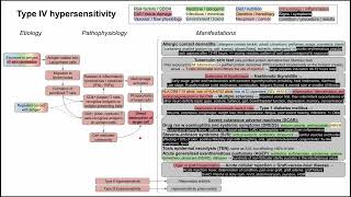 Type IV hypersensitivity mechanism of disease [upl. by Adieno]