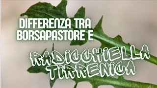 DIFFERENZA TRA BORSAPASTORE E RADICCHIELLA TIRRENICA  Capsella bursa pastoris vs Crepis bursifolia [upl. by Acinomal737]