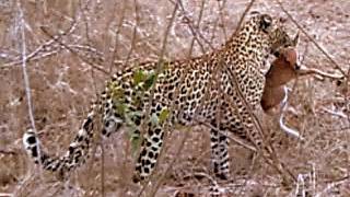 INCREDIBLE LEOPARD SIGHTING  South African Wildlife [upl. by Estes948]