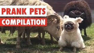 Prank Pets  Funny Pet Video Compilation 2017 [upl. by Fontana]