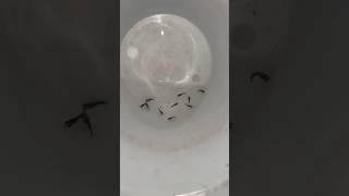 Fish giving birth aquarium petsvlog fish minivlog vlogging pets mollyfish guppy shortvlog [upl. by Strep500]