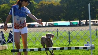 Weimaraner Dog at Obedience amp Rally Competition [upl. by Otreblon]