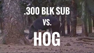 300 BLK Sub TUI® VS Hog  Fort Scott Munitions [upl. by Nyliret]