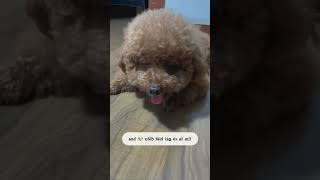 cunyeu fyp pet cute poodle shortsvideo funnyvideo funny [upl. by Idihc504]