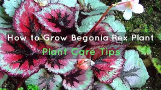 How to Grow Begonia Rex Plants  Plant Care Tips [upl. by Lednyc]