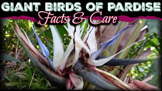 All About The Giant Birds Of Paradise  How to Care for Strelitzia Nicolai White Birds Of Paradise [upl. by Minsat]