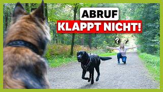 Sicheres ABBRUCHSIGNAL So stoppst du deinen Hund in jeder Situation LIVE TRAINING [upl. by Leahplar]