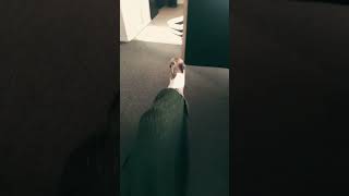 How dare dinner be served late whippet funny memes shorts [upl. by Nimajeb901]