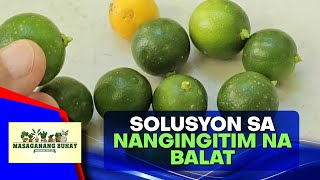 11 health benefits ng calamansi [upl. by Perlie]