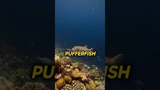 How Pufferfish Protect Themselves Incredible Fact shorts shortsvideo [upl. by Nuahsar]