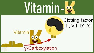 Vitamin K Functions Mechanism of Action Deficiency etc [upl. by Barvick]