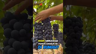 Unique How to Planting Grape At Home🌟🌳 Part 01 🌍 shorts short unique [upl. by Staffan]