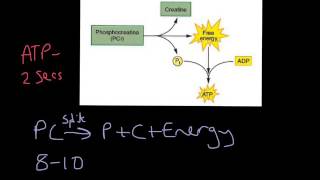 AQA ALevel PE Paper 1 2023 Revision [upl. by Acinod]