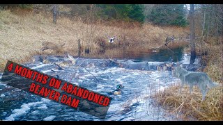 Leaving a Trail Camera at an ABANDONED BEAVER DAM for 4 Months Heres what happened Trail Camera [upl. by Wahl]