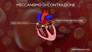 Sistema di conduzione del cuore [upl. by Yelyr]