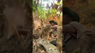 A old man meet owls in the woods part 05 beautiful animals nature birds nest forest wildlife [upl. by Declan]