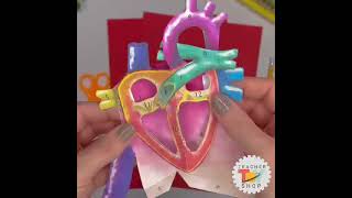 Make this Human Heart POPUP card for Valentines Day humanheartdiagram valentinesdaycraft [upl. by Aniret]