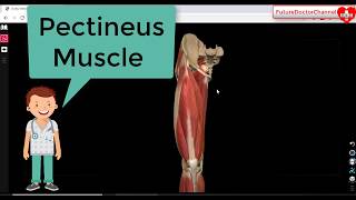 Pectineus Muscle Anatomy 3D Tutorial  Pectineus Actions  Attachments  nerves [upl. by Remark]