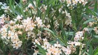 VOLAT Gartentipp Der Oleander [upl. by Quigley98]