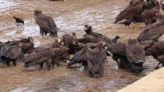 The cinereous vulture Aegypius monachus is a large raptor in the family Accipitridae 2 [upl. by Anaxor516]