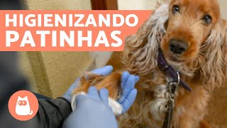 Como dar BANHO a SECO em CACHORRO 🐱🧽 3 Opções [upl. by Haneeja711]