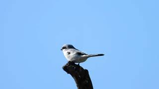 Srokosz Great grey shrike [upl. by Rhynd683]