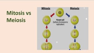 Mitosis vs Meiosis [upl. by Humbert453]