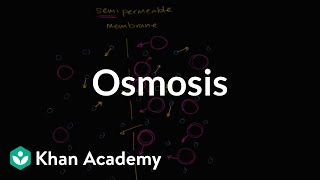 Osmosis  Membranes and transport  Biology  Khan Academy [upl. by Anasxor912]