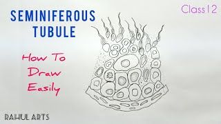 How to Draw Seminiferous Tubule  Sectional view of seminiferous tubule [upl. by Nutsud]