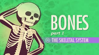 The Skeletal System Crash Course Anatomy amp Physiology 19 [upl. by Leavelle552]