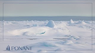 Nos croisières en Arctique  entre banquise et fjords vertigineux  PONANT [upl. by Iru]