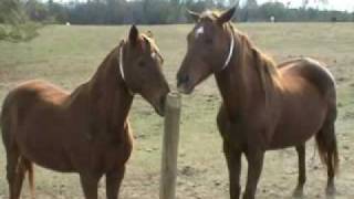 Horse Behavior Cribbing [upl. by Zinah346]