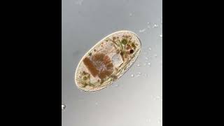 A single cell ciliate in the genus Frontonia biology shorts [upl. by Annoya818]