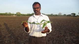 Water divining using single stick and snail shell ground water [upl. by Eedebez]