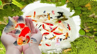 From desert to pond Ornamental fish and the tranquility of Koi and goldfish [upl. by Yztim]