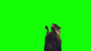 Green Screen Screaming Cat Meme [upl. by Razal871]