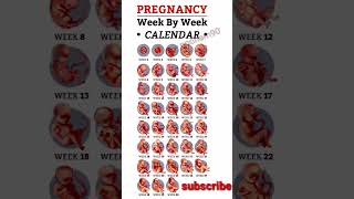 pregnancy week by week baby growth and development pregnancy health shorts [upl. by Shalne]