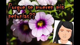 Petunias sus cuidados y propagación [upl. by Ahsinirt]