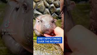 Baby Hippo playing and enjoying babyhippo animals [upl. by Analle]