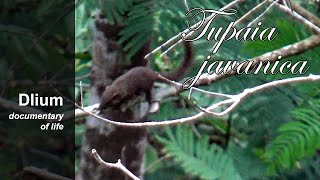 Horsfields treeshrew Tupaia javanica  part 2 [upl. by Schrick]