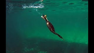 Shag hunting fish Cormorant [upl. by Valentia]