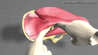 Künstliche Hüfte  minimalinvasive OP Langversion von Prof Christian Hendrich [upl. by Ludba]