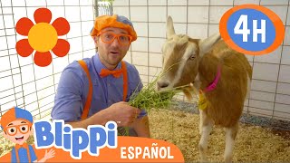 ¡Blippi va a una granja  Blippi Español  Videos educativos para niños  Aprende y Juega [upl. by Sanfo416]