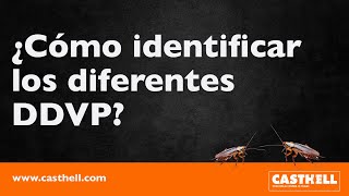 ¿Cómo identificar los diferentes DDVP [upl. by Llenor222]