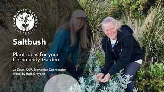 Saltbush for community gardens [upl. by Abraham]