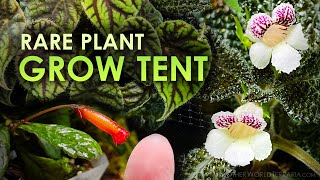 How I Transformed a Grow Tent into a Rare Plant Oasis [upl. by Cyril982]