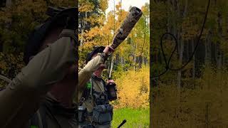 Bugling in the aspens huntingmountainselkwapiti [upl. by Moth]