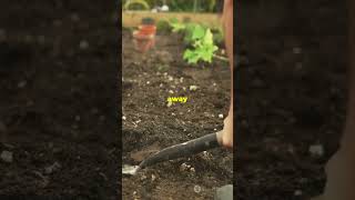 Digging Deep Unearth Soil Tillage Secre trendingshorts viral [upl. by Yekcin520]