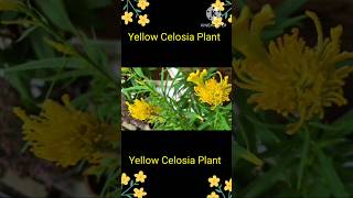 Yellow Celosia Plant nature greenary flowers shorts trending viralvideo [upl. by Lanette]